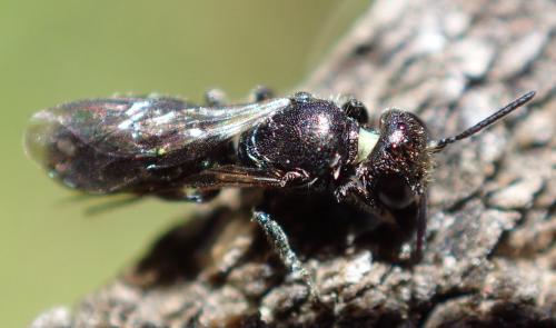 Chelostoma sp.